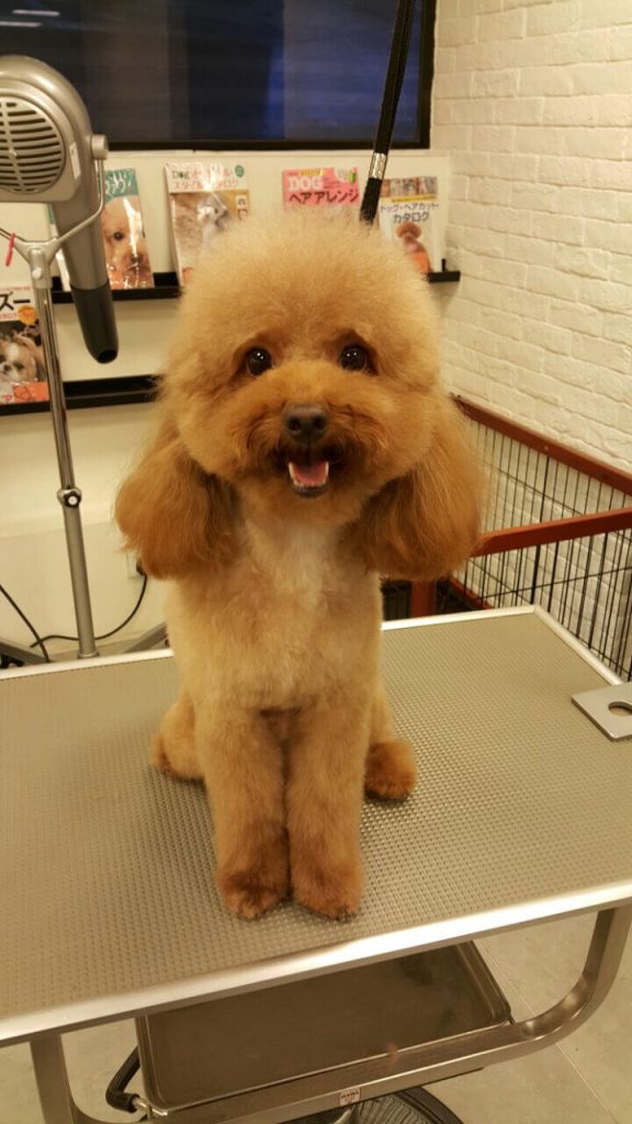 Pet Line 寵寵線