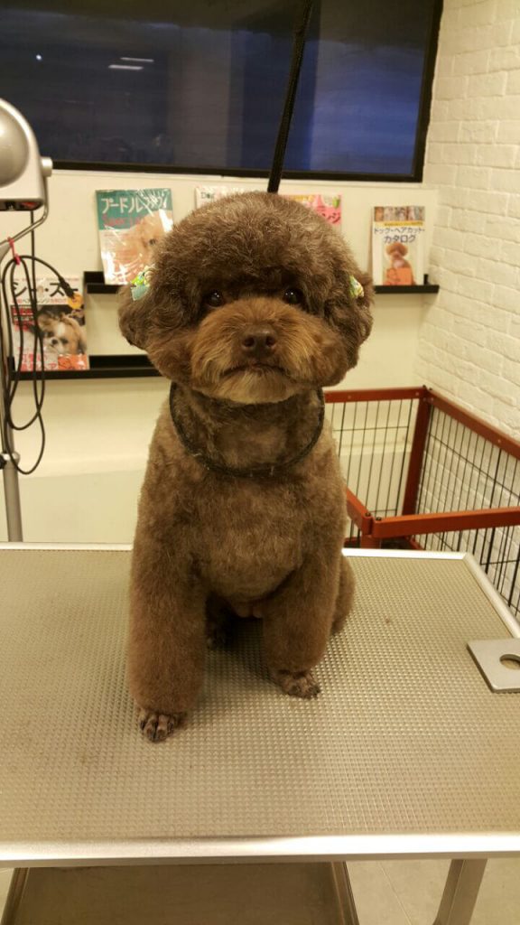 Pet Line 寵寵線