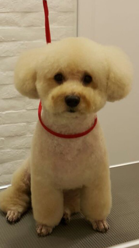 Pet Line 寵寵線