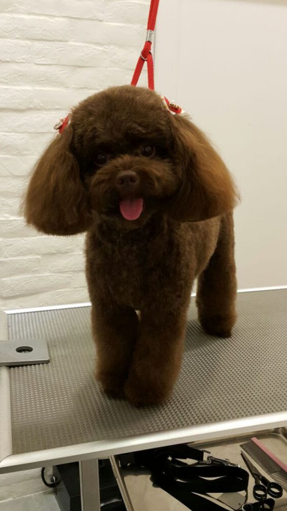 Pet Line 寵寵線