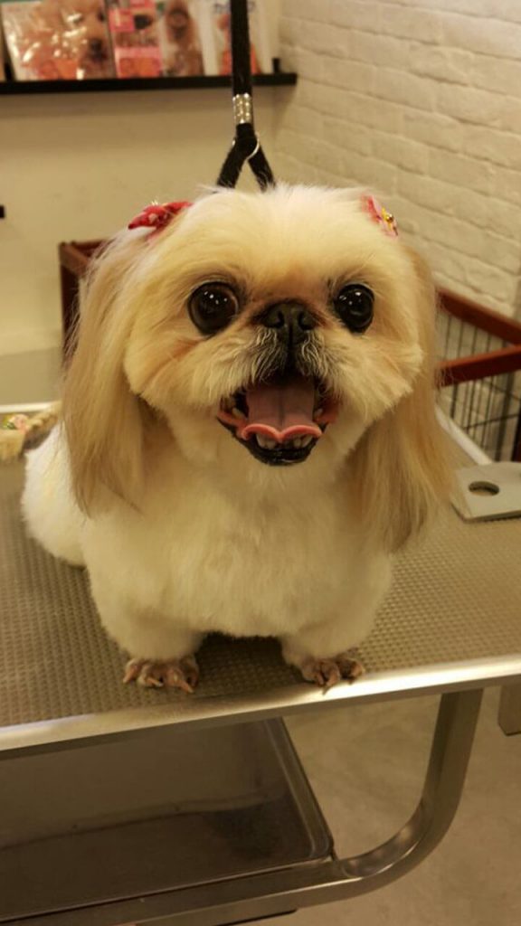 Pet Line 寵寵線