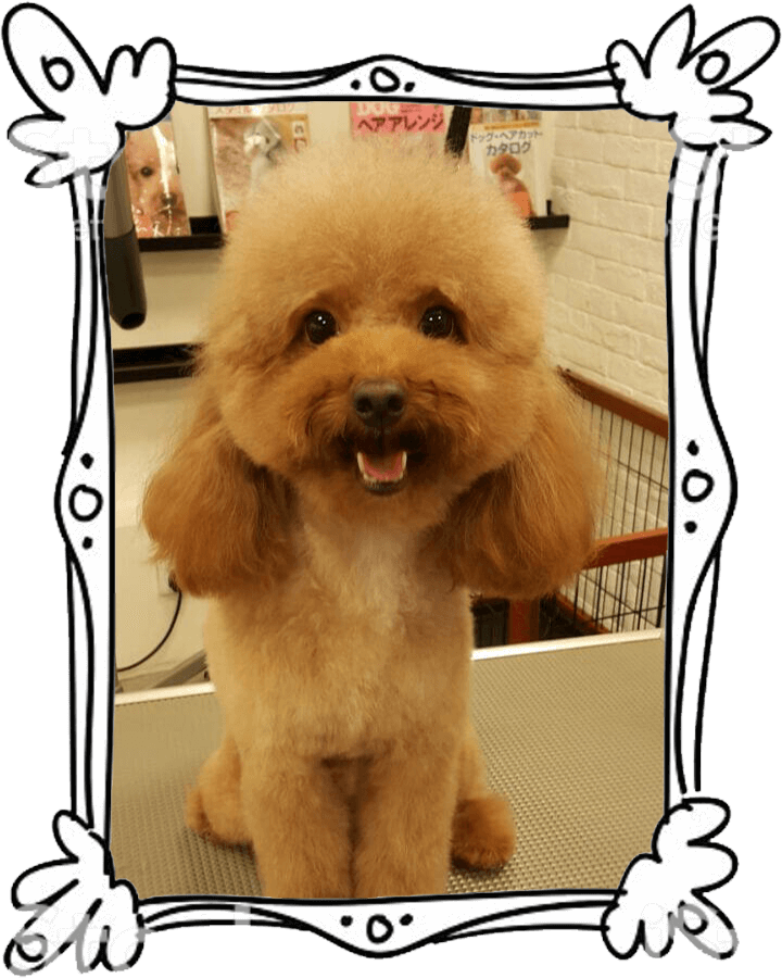 Pet Line 寵寵線