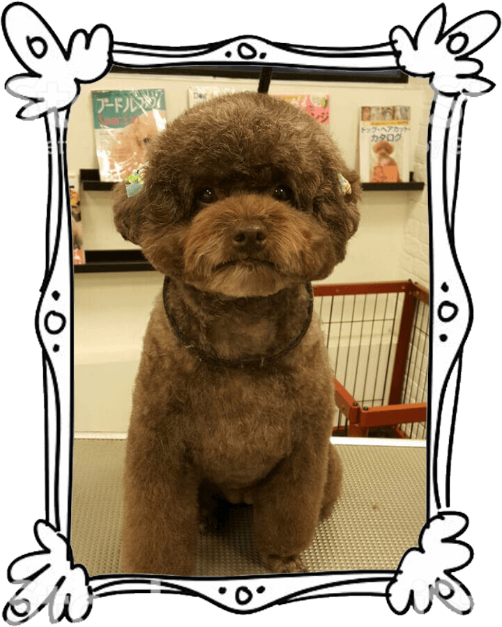 Pet Line 寵寵線