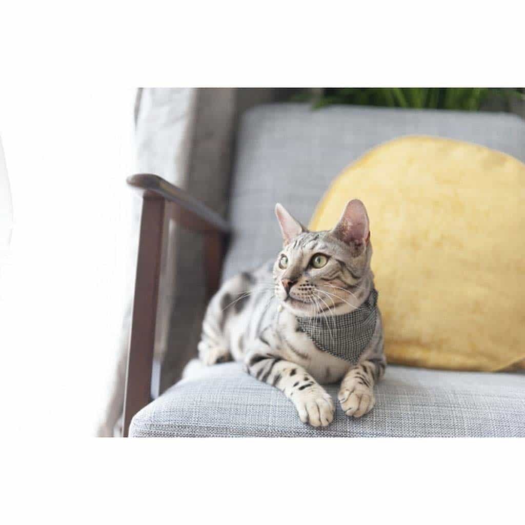 Pet Line 寵寵線
