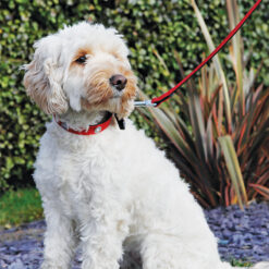 RW X'm Collar & Lead Set